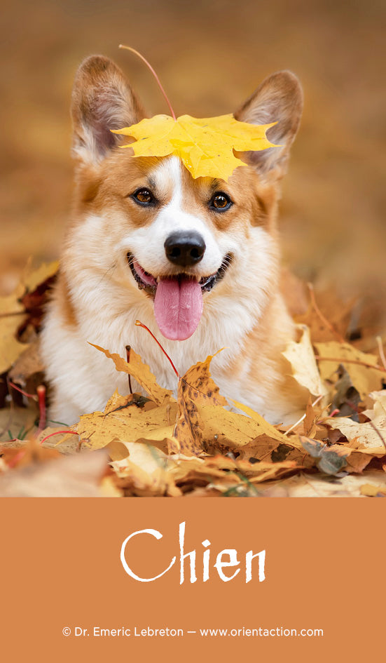 Cartes ANIMA animaux totems chien face avant exemples cartes jeu développement personnel